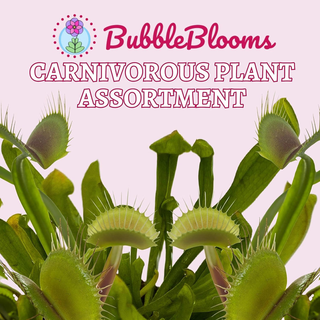 5 Live Different Carnivorous Plants in 2 inch Pots S82247