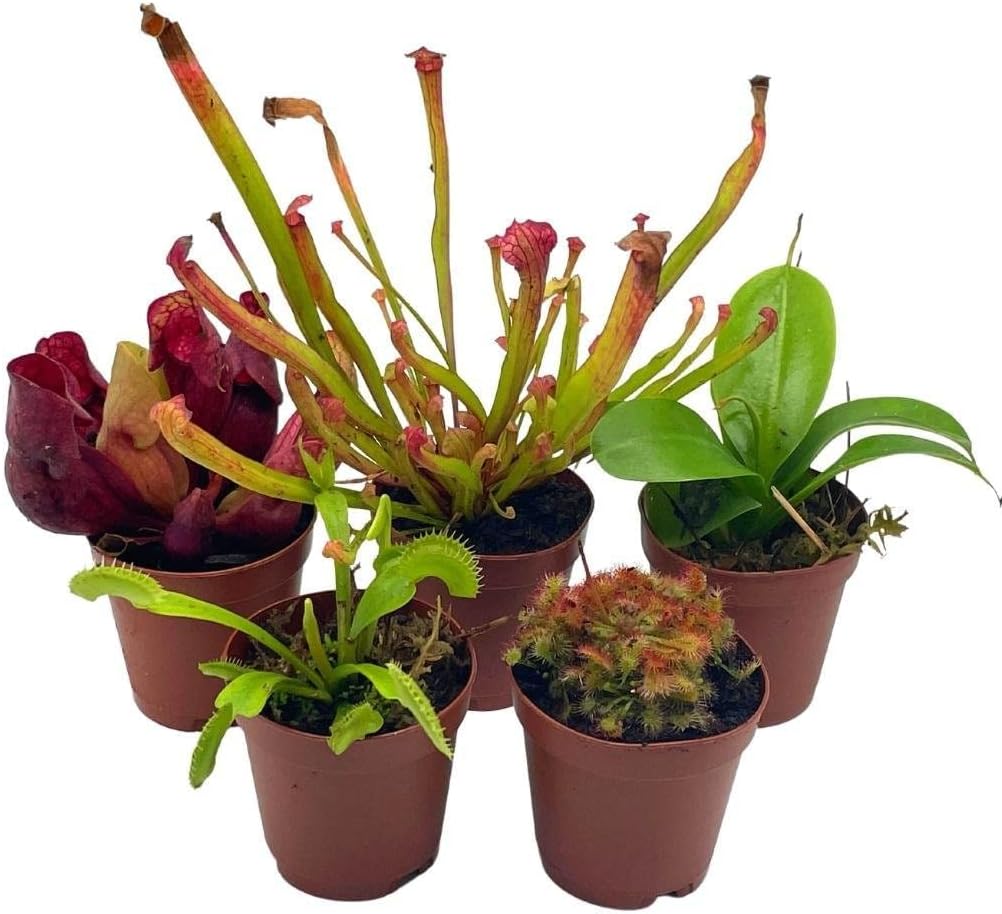 5 Live Different Carnivorous Plants in 2 inch Pots S82247