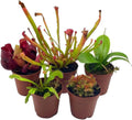 5 Live Different Carnivorous Plants in 2 inch Pots S82247