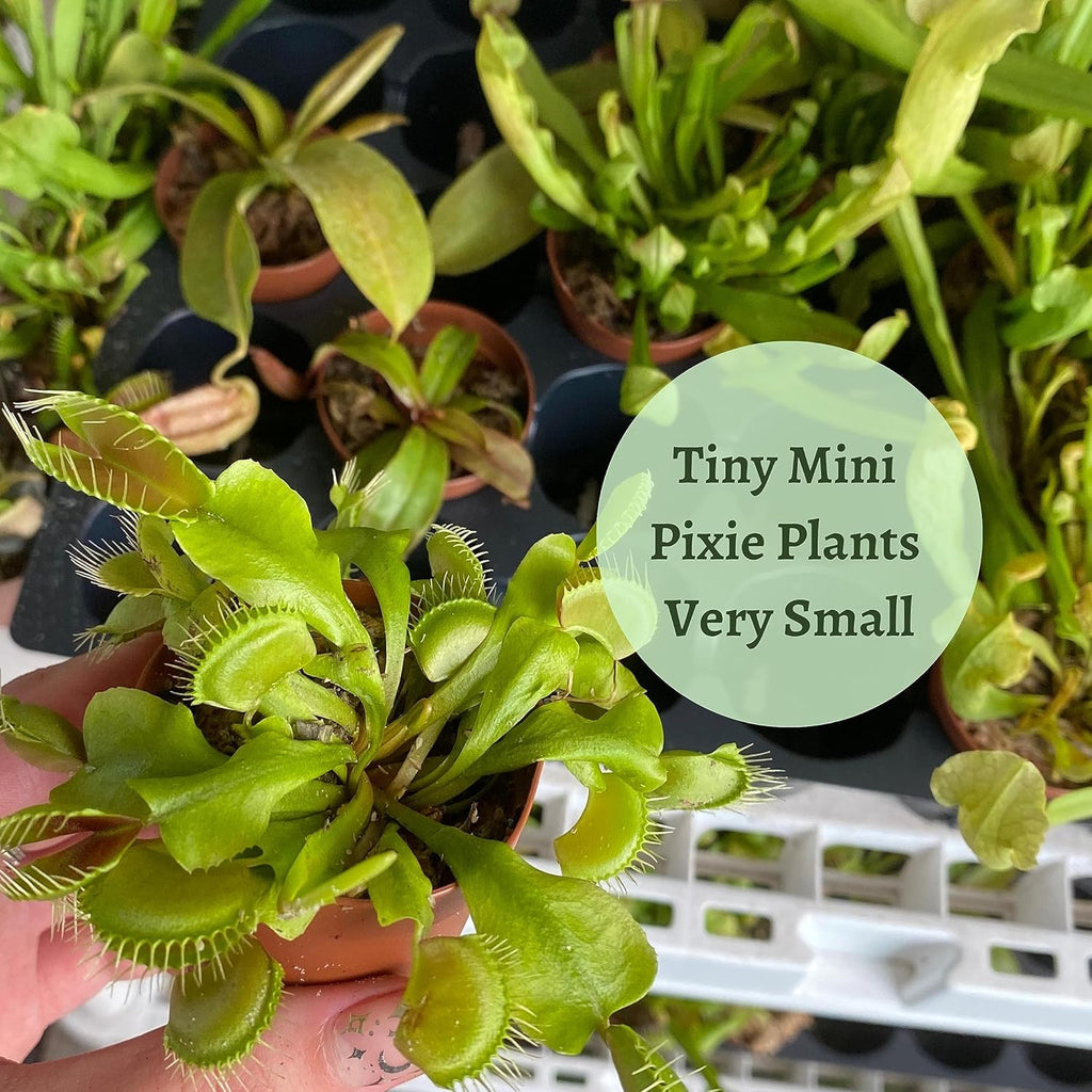 5 Live Different Carnivorous Plants in 2 inch Pots S82247