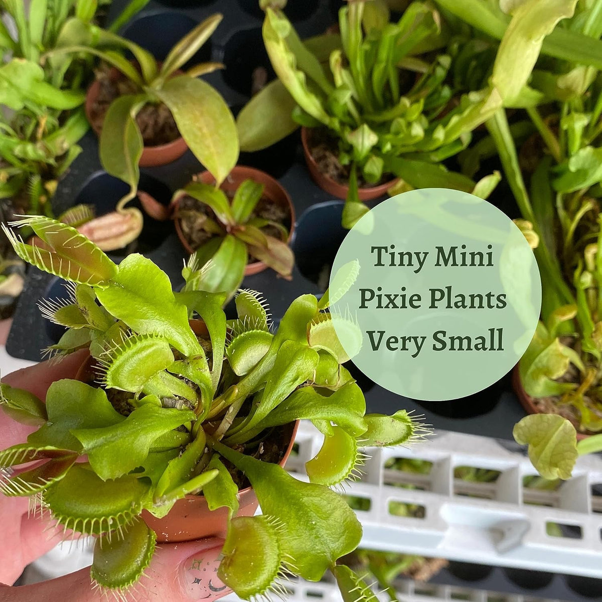 5 Live Different Carnivorous Plants in 2 inch Pots S82247