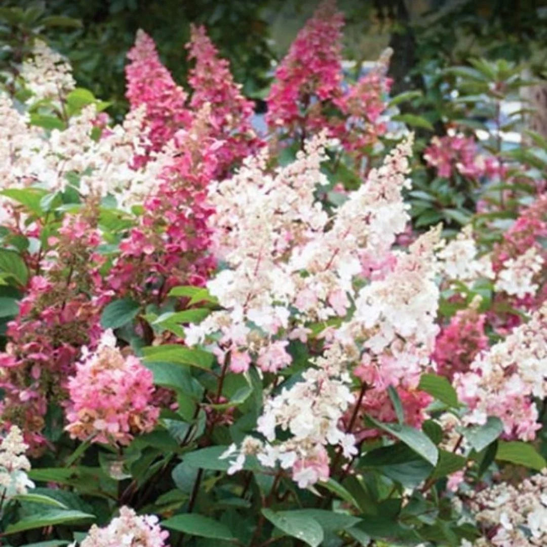 Creamy White and Red Flowers Live Shrub C253
