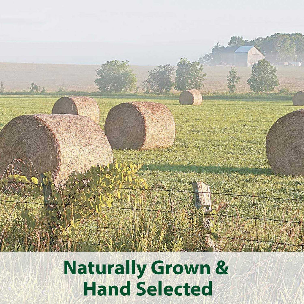 Natural Timothy Blend Cubes B8881