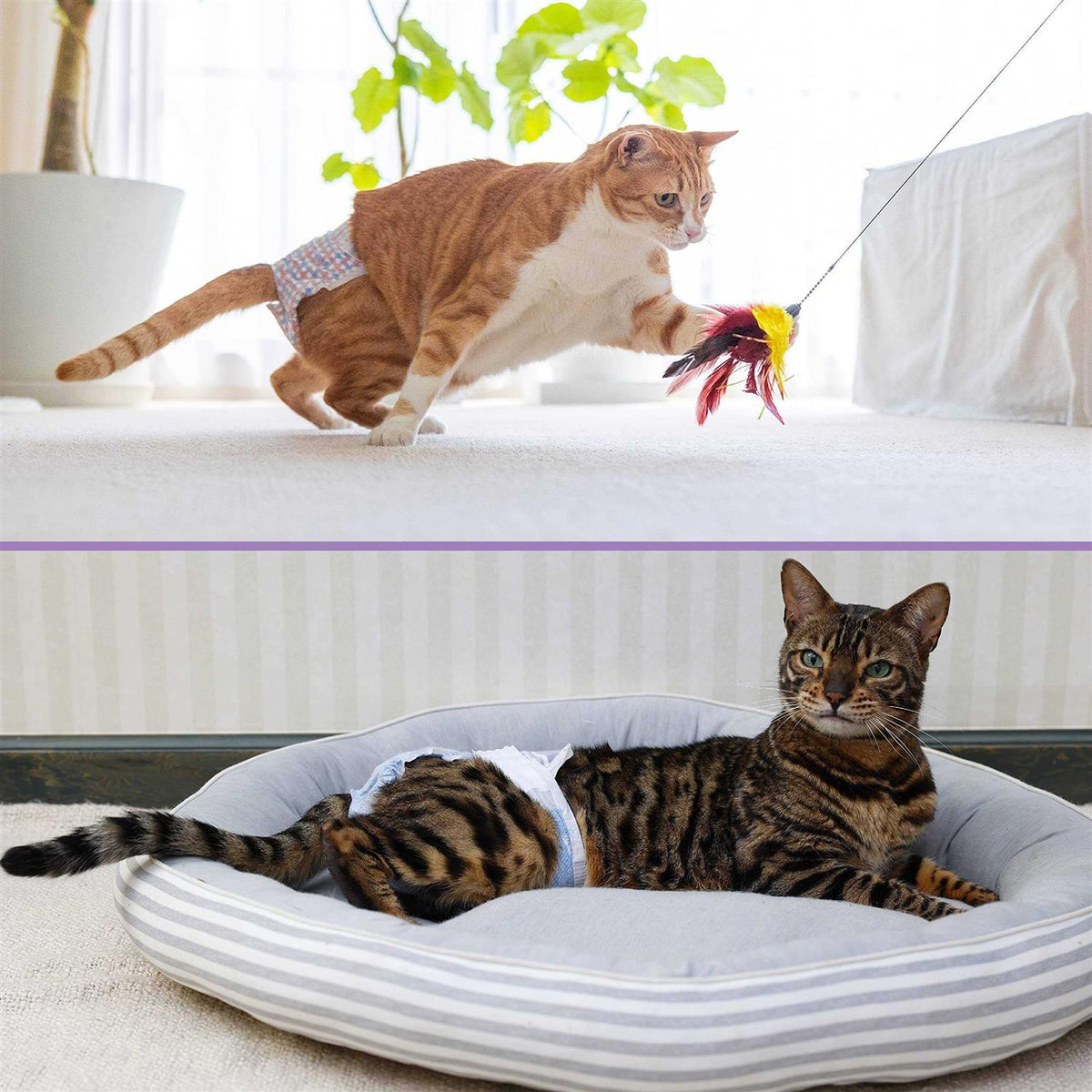Disposable Cat Diapers A2391