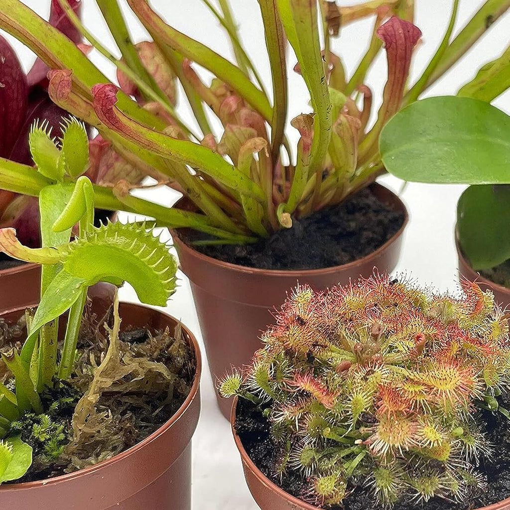 5 Live Different Carnivorous Plants in 2 inch Pots S82247