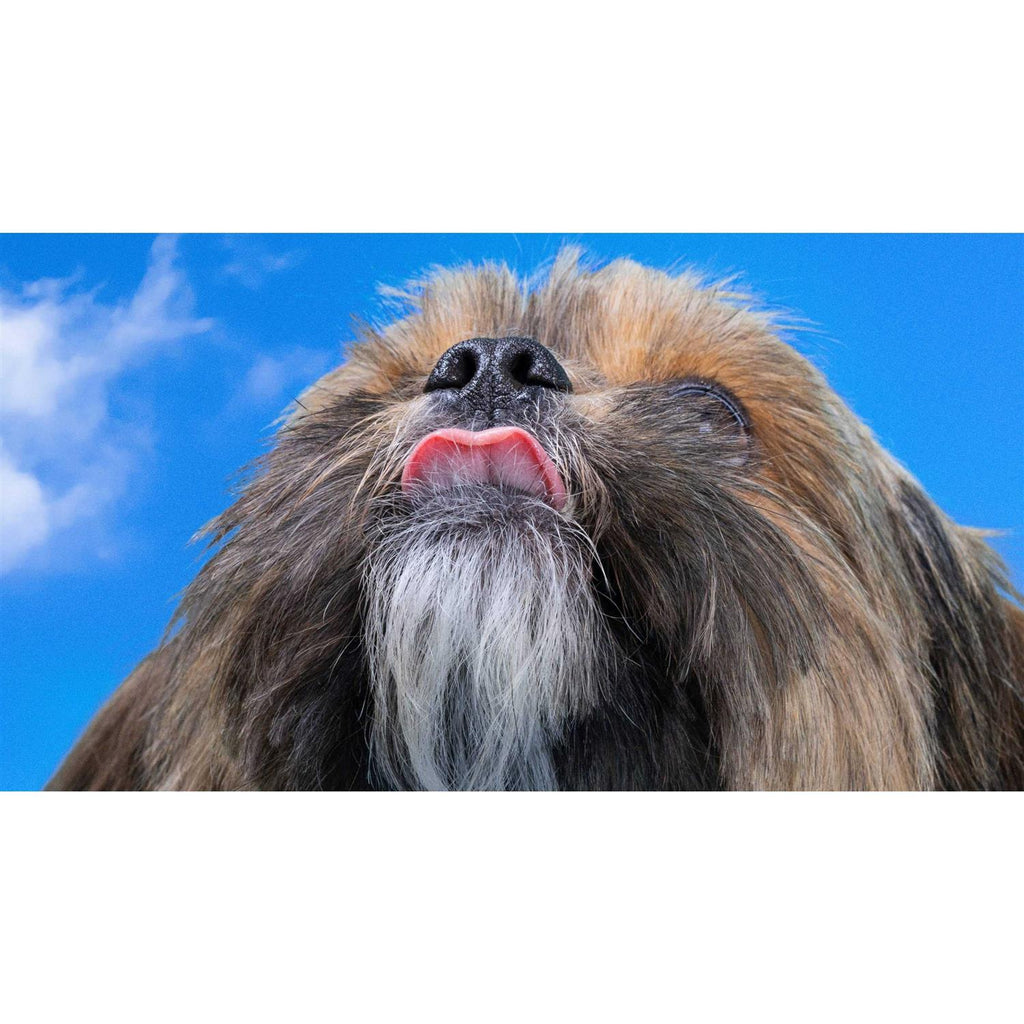 Allergy Chews for Dogs T6139