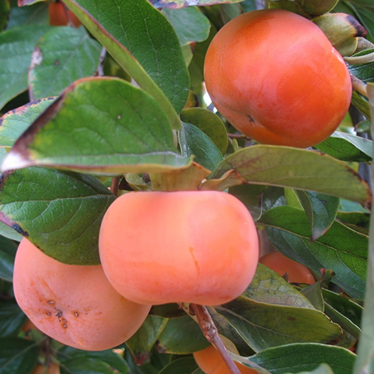 10 Pcs Fuyu Persimmon Fruit Tree Seeds K183934