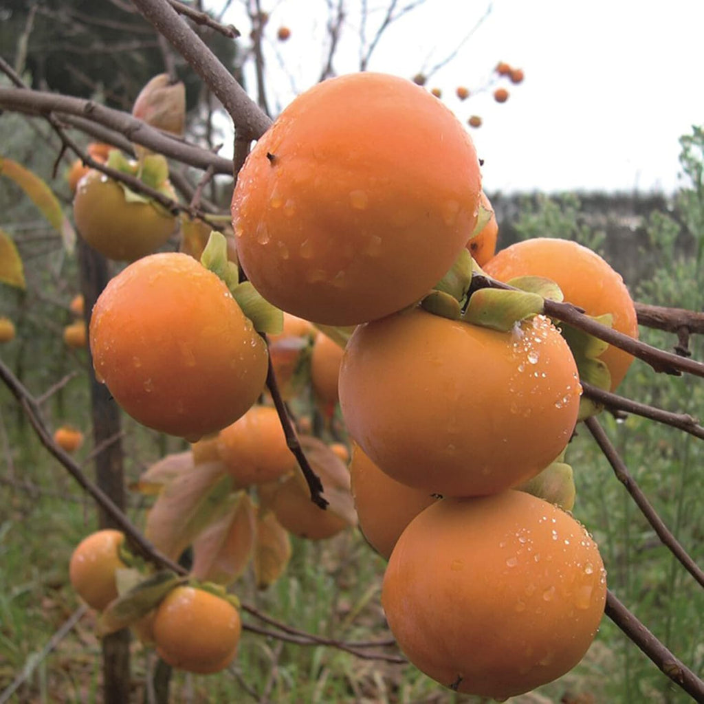 10 Pcs Fuyu Persimmon Fruit Tree Seeds K183934
