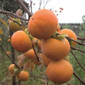10 Pcs Fuyu Persimmon Fruit Tree Seeds K183934