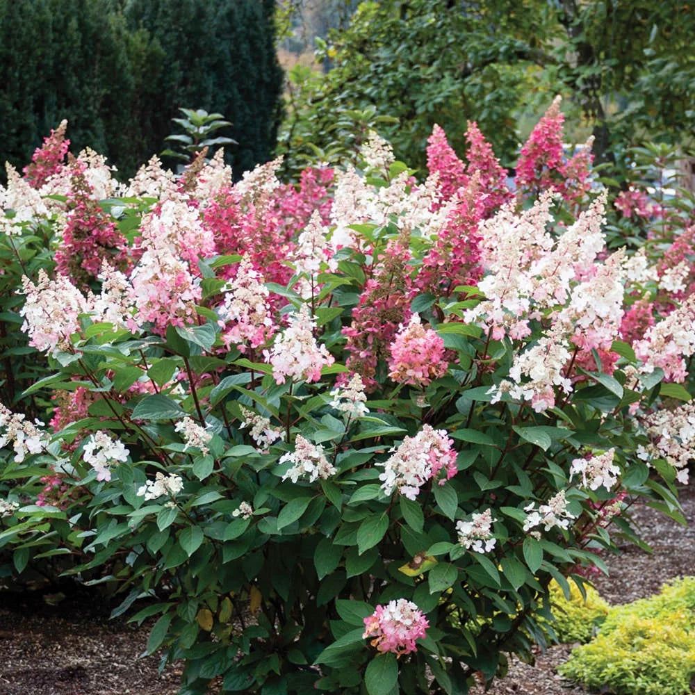 Creamy White and Red Flowers Live Shrub C253