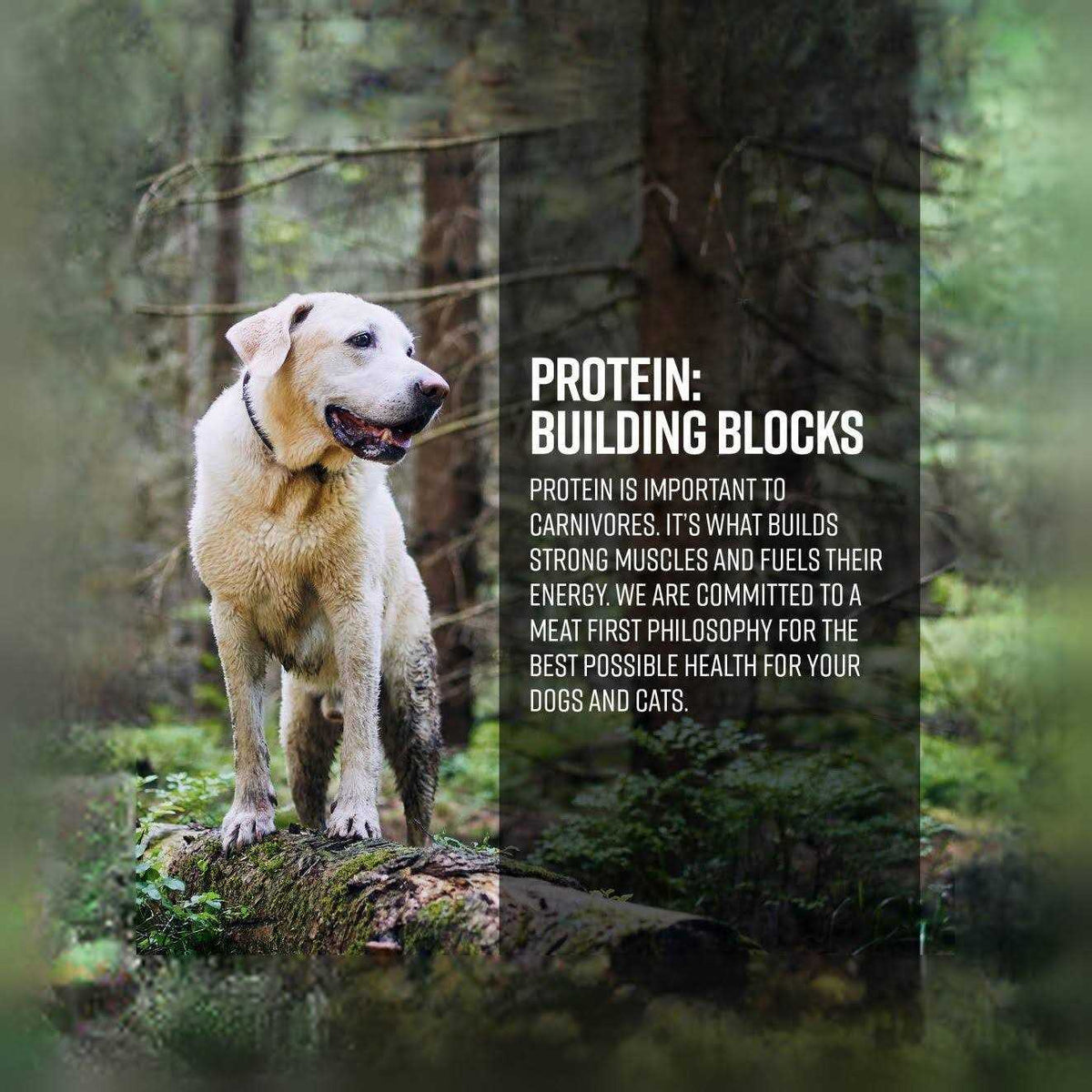 Limited Ingredient Ocean Recipe Dog Dry Food C6343