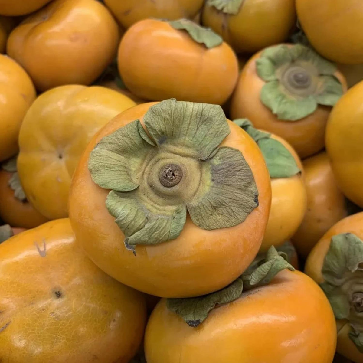 10 Pcs Fuyu Persimmon Fruit Tree Seeds K183934