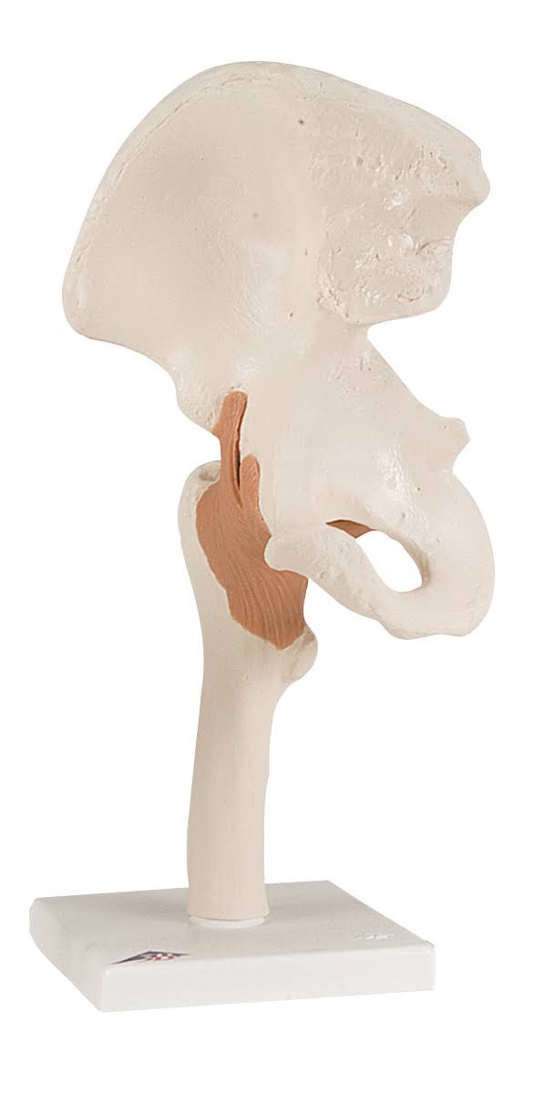 Anatomical Hip Joint Model P9271