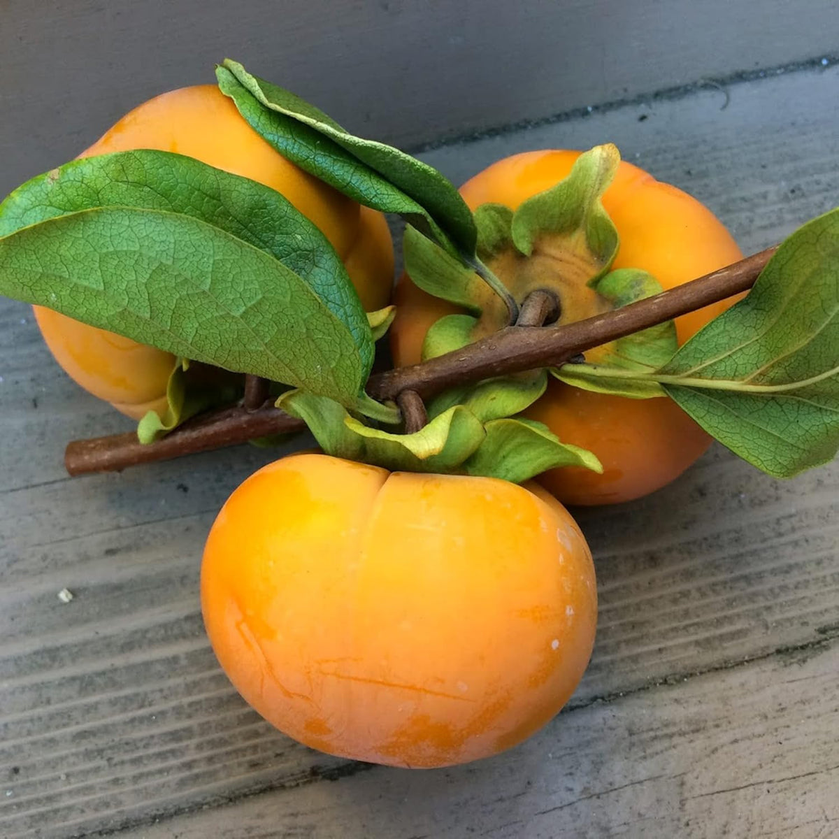 10 Pcs Fuyu Persimmon Fruit Tree Seeds K183934