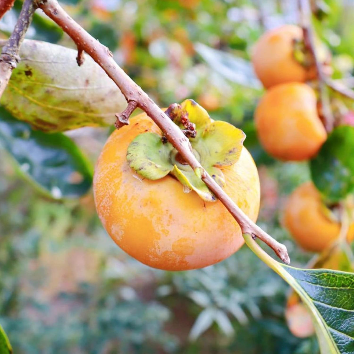 10 Pcs Fuyu Persimmon Fruit Tree Seeds K183934