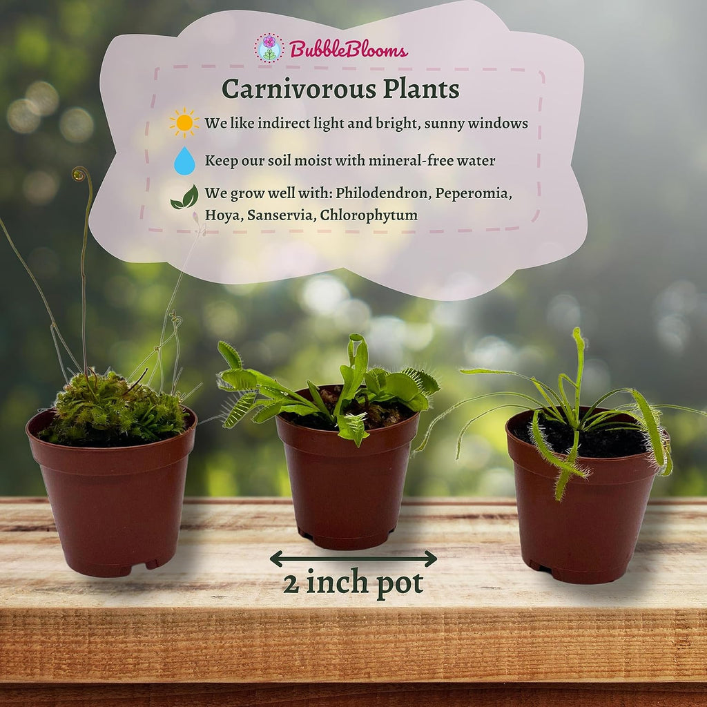 5 Live Different Carnivorous Plants in 2 inch Pots S82247