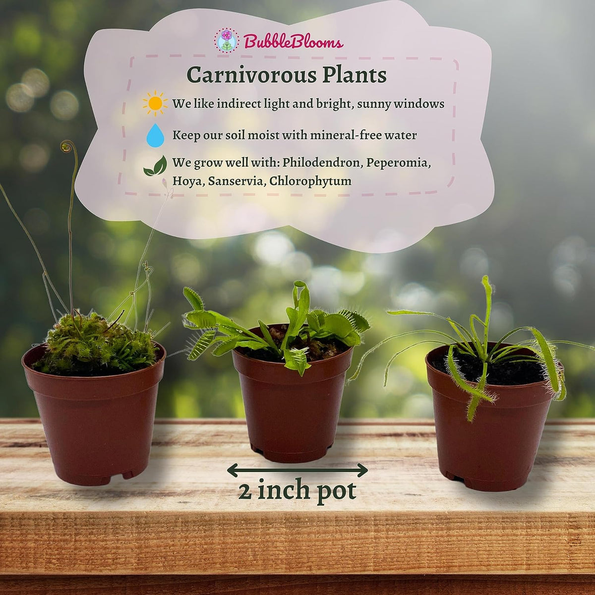 5 Live Different Carnivorous Plants in 2 inch Pots S82247