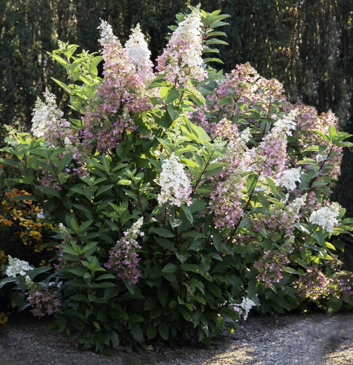 Creamy White and Red Flowers Live Shrub C253
