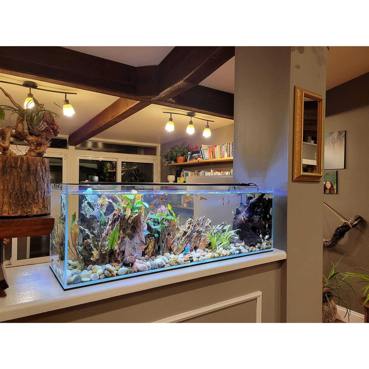 Crystal Bookshelf Aquarium Y6670