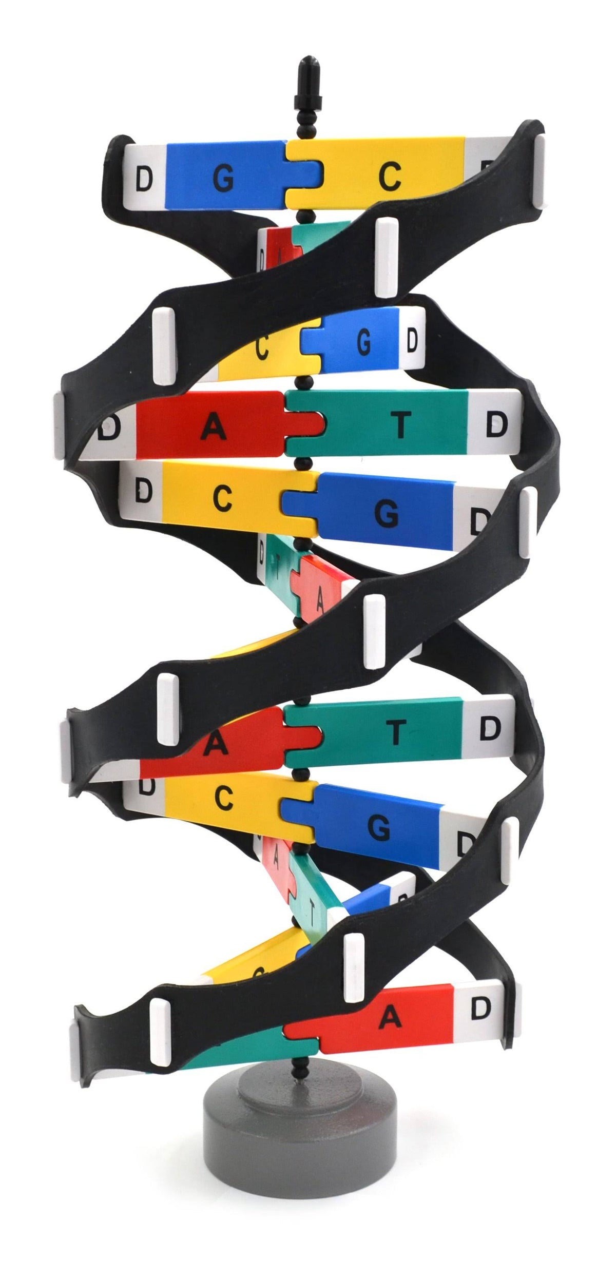 18 inch DNA Model Kit on Rotating Base C158